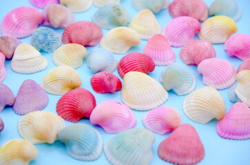 カラフルな貝の背景素材（水色）