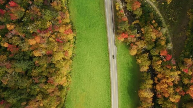 Aerial top down drone flight above black SUV car driving by countryside village road surrounded by cinematic bright vibrant colorful forest on sunny fall day. Scenic yellow, red, orange autumn leaves