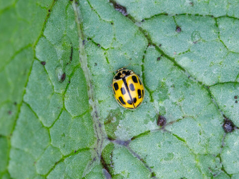 Close up of the 14-spotted ladybird yellow and black, propylea quatuordecimpunctata on the leaf