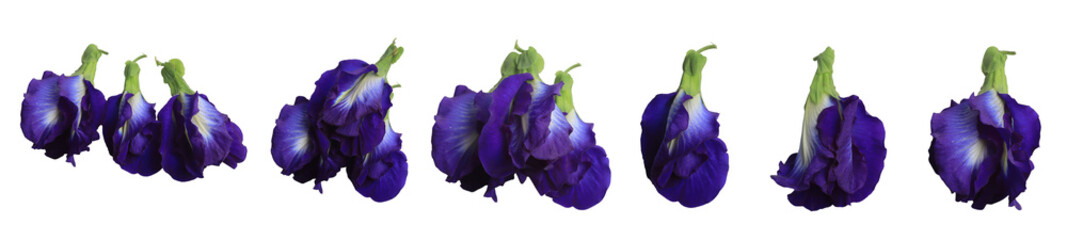 Set of butterfly pea flowers on a white background