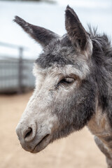 Donkey head close-up at the animal farm. Portrait of a gray donkey. Donkey, farm animal. Rural life with animals.