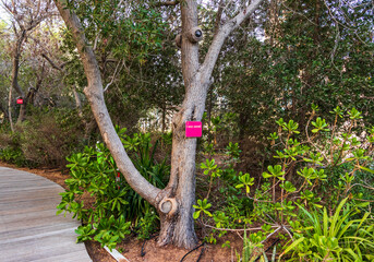 Exotic plants and trees in the park. Outdoors