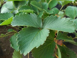 close up of green strawberry leaves