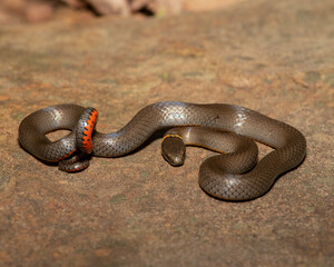Ring-necked snake