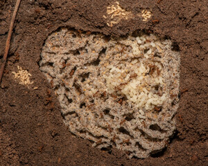 Ant nest with eggs