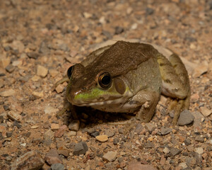 Green Frog