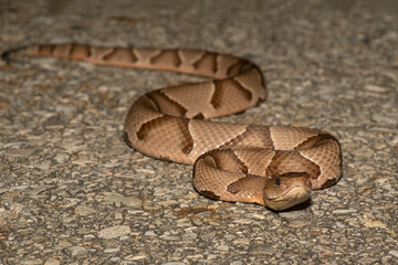 Obraz premium Broad Banded Copperhead with eye injury