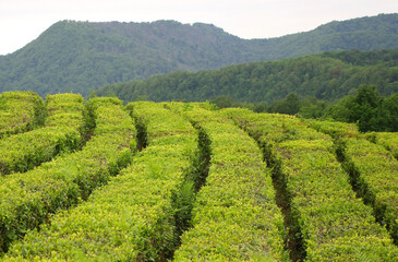 The slope of the tea plantation on the background of the forest. Focus on the center of the image