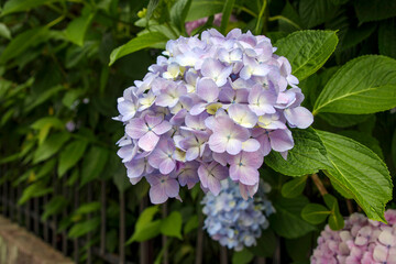 雨の日の紫陽花