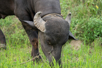 buffalo stained in the green grass fields,
