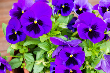 Flower bed with many small vibrant violet or purple soft  blooming garden pansy flowers (viola bicolor) with dark stains on the petals in a summer or spring garden in June in Poland
