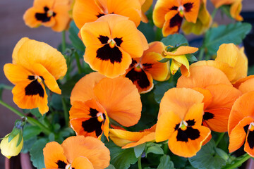 Flower bed with many small vibrant orange soft  blooming garden pansy flowers (viola bicolor) with dark stains on the petals in a summer or spring garden in June in Poland
