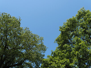 青空の下の森