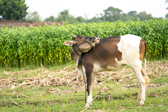 Natore, Bangladesh - 12 Mon 2022: A scene of cattle rearing by farmers in rural areas.