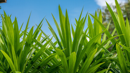 Obraz premium green pandan leaf growing in the garden on Blue sky background