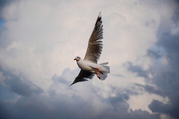 seagull in flight