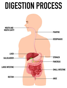 Diagram showing digestion process in human