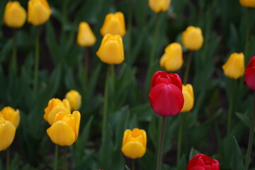 Fototapeta premium Tulips planted in the city park.