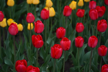 Tulips planted in the city park.
