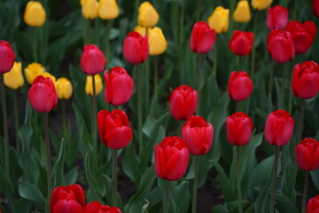 Obraz premium Tulips planted in the city park.