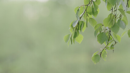 Fototapeta na wymiar fresh birch leaves on branches closeup