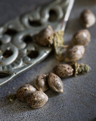 Cannabis seedlings for cannabis plant