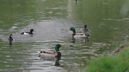 ducks swimming in a pond, tufted duck chasing another bird
