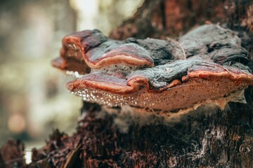 mushroom close-up with dew beads