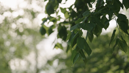 linden leaves on a branches closeup