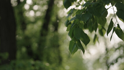 linden leaves on a branches closeup