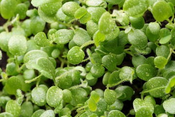 food background with micro greenery close-up view from above