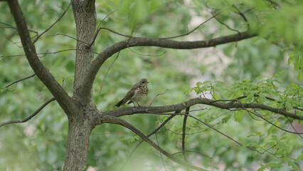 lark bird flying off tree branch
