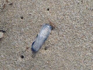 Sail Velella Velella