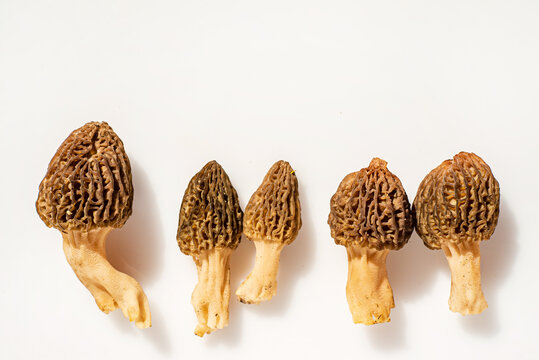 morels on the white background