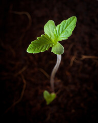 Naklejka premium Cannabis seedlings for cannabis plant