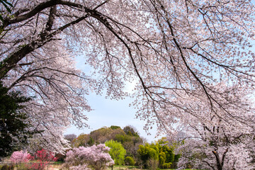 Fototapeta premium 桜と青空