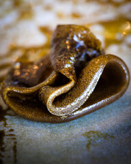 Cannabis extract full spectrum rosin for dab