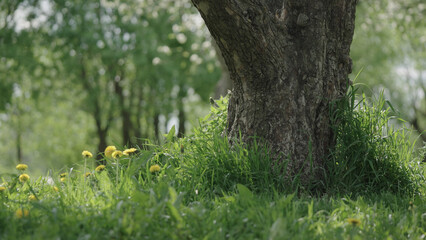 closeup shot of big apple tree in a garden