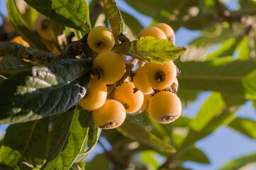 Ripe medlar fruits hang on a tree, Mespilus. 
