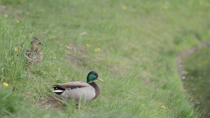 ducks resting on a ground near pond