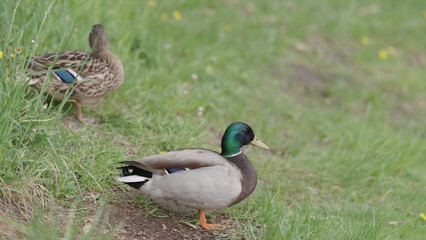 Naklejka na ściany i meble ducks resting on a ground near pond