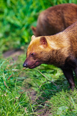 Bush Dogs - the smallest wild pack hunting dog | Vinegar Dogs | Savannah dogs | Speothos venaticus