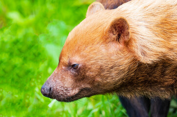 Bush Dogs - the smallest wild pack hunting dog | Vinegar Dogs | Savannah dogs | Speothos venaticus