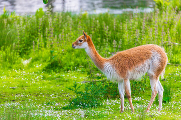 vicuna - is one of the two wild South American camelids - Lama vicugna