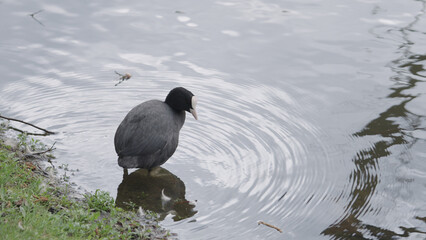 coot searching for food near coastline of a pond
