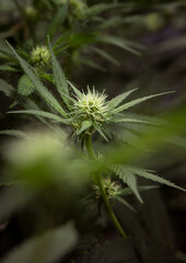 Cannabis flowers fresh with marijuana buds and plants