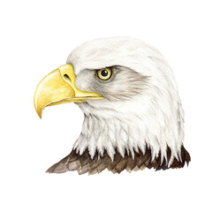 Bald eagle bird watercolor illustration. Native North America avian portrait. Hand drawn realistic bald eagle head. Wildlife american animal. Wild bird portrait