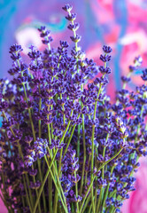 Blooming lavender bouquet on colored background, fill the frame
