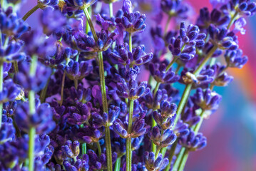 Blooming lavender bouquet on colored background, fill the frame