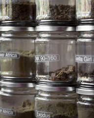Cannabis hash made from marijuana plant